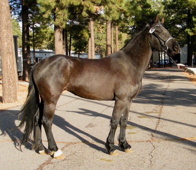 FEIT Inspectection Results 2009 for Flagstaff Arizona